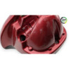 Marche-pied droit HARLEY DAVIDSON FLHTCUI 1450 E GLIDE ULTRA CLASSIC 2000 à 2006