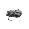 Moteur KSR MOTO SIRION 50 2018 à 2025